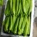 寿光市尖椒，现已大量上市，精品，一般，通货