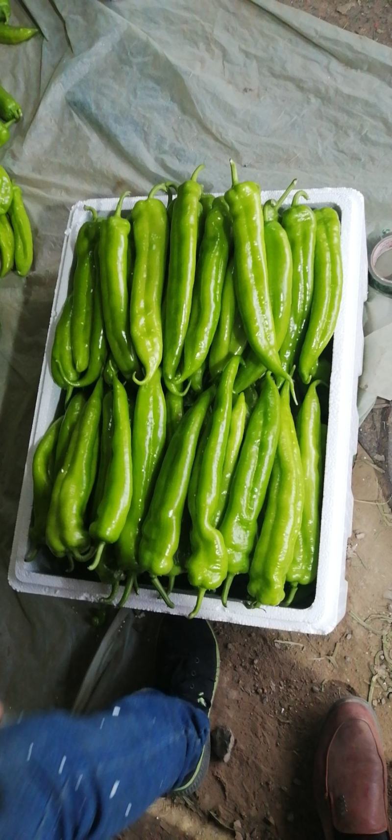 寿光市尖椒，现已大量上市，精品，一般，通货
