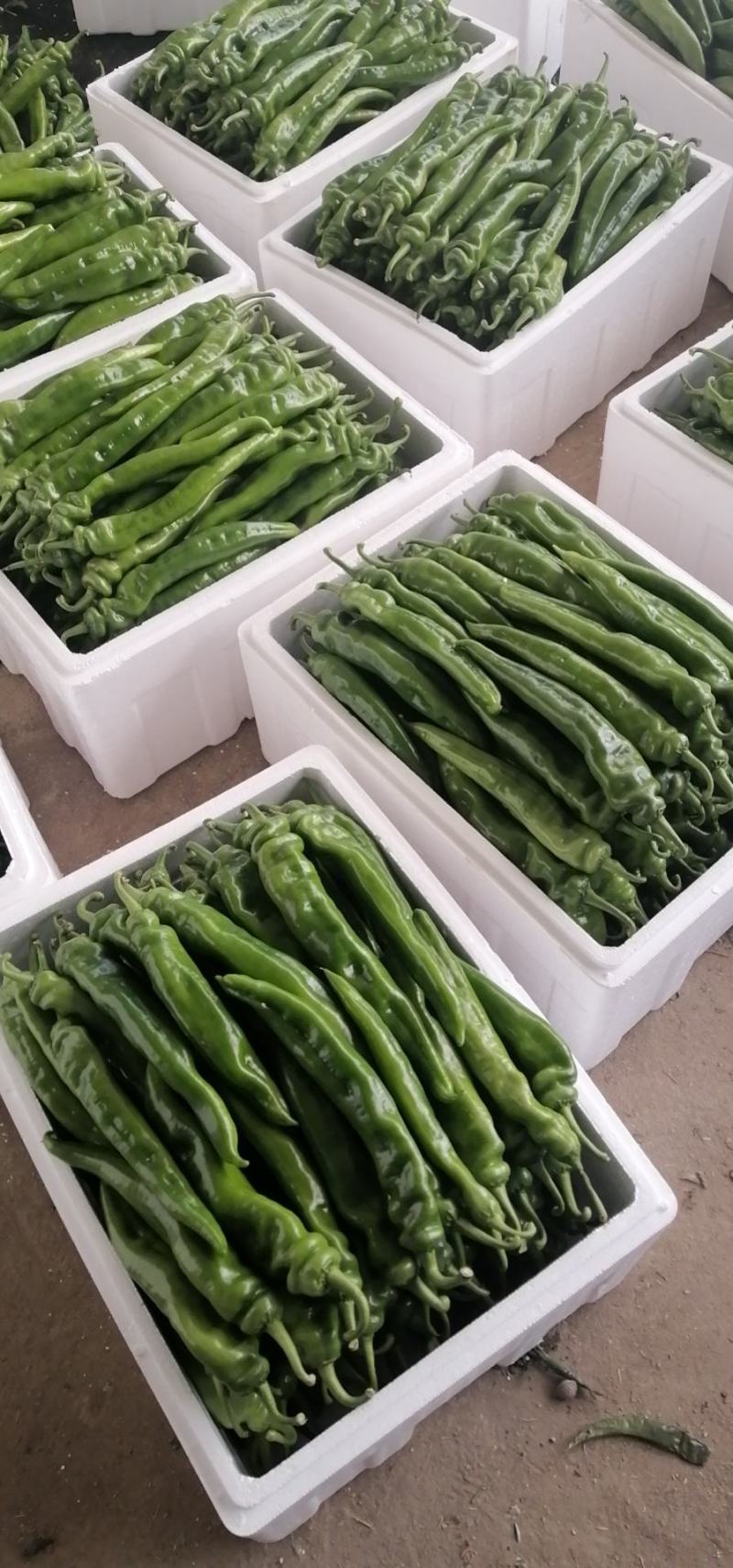 寿光市尖椒，现已大量上市，精品，一般，通货
