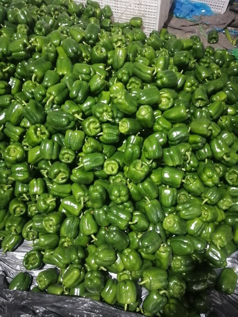 寿光市尖椒，现已大量上市，精品，一般，通货