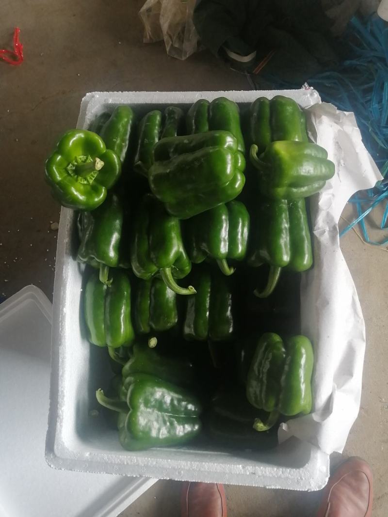 寿光市尖椒，现已大量上市，精品，一般，通货