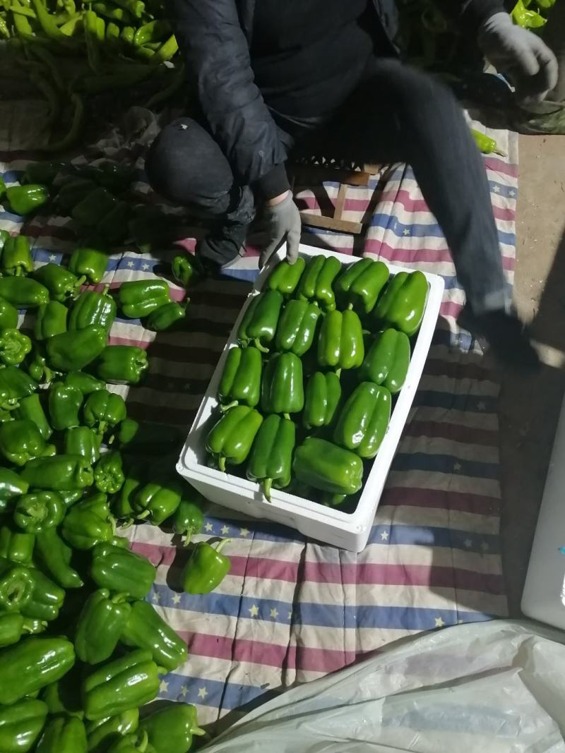 寿光市尖椒，现已大量上市，精品，一般，通货