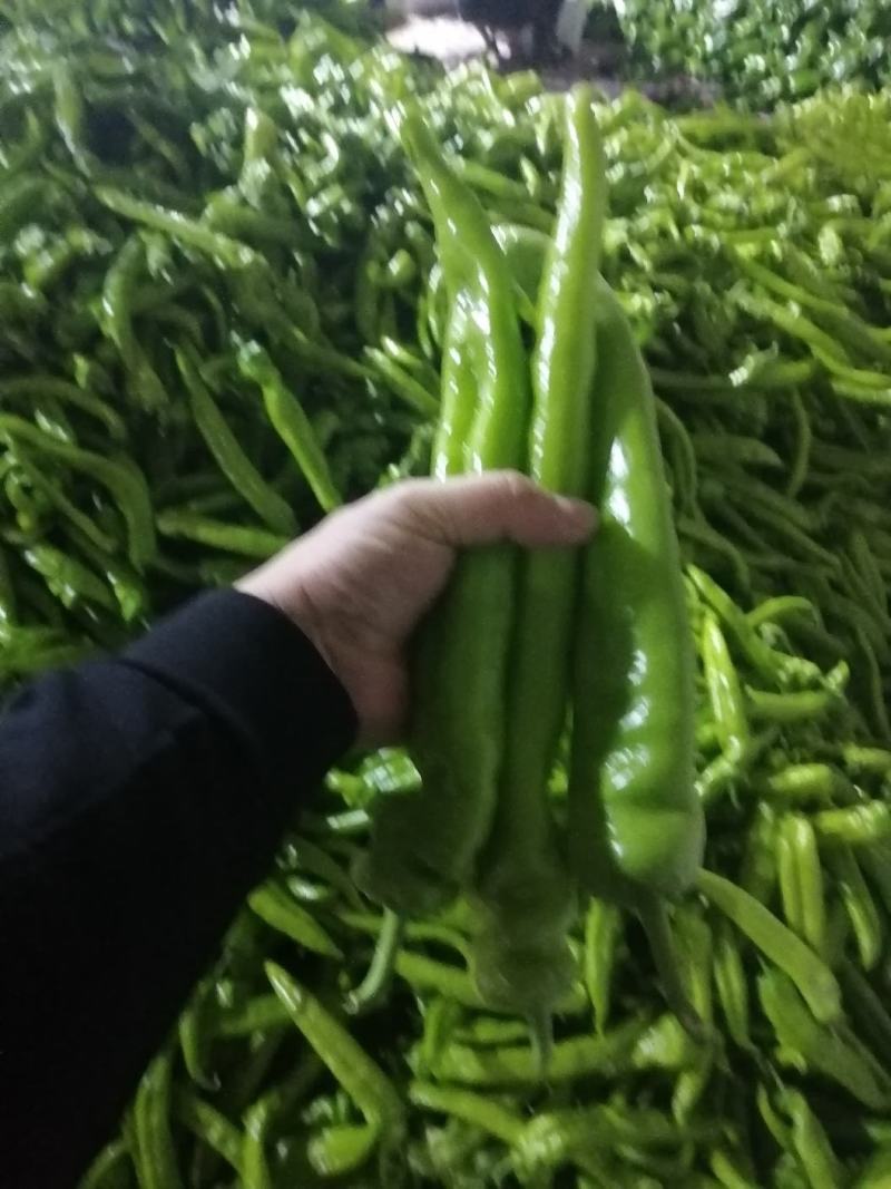 寿光市尖椒，现已大量上市，精品，一般，通货