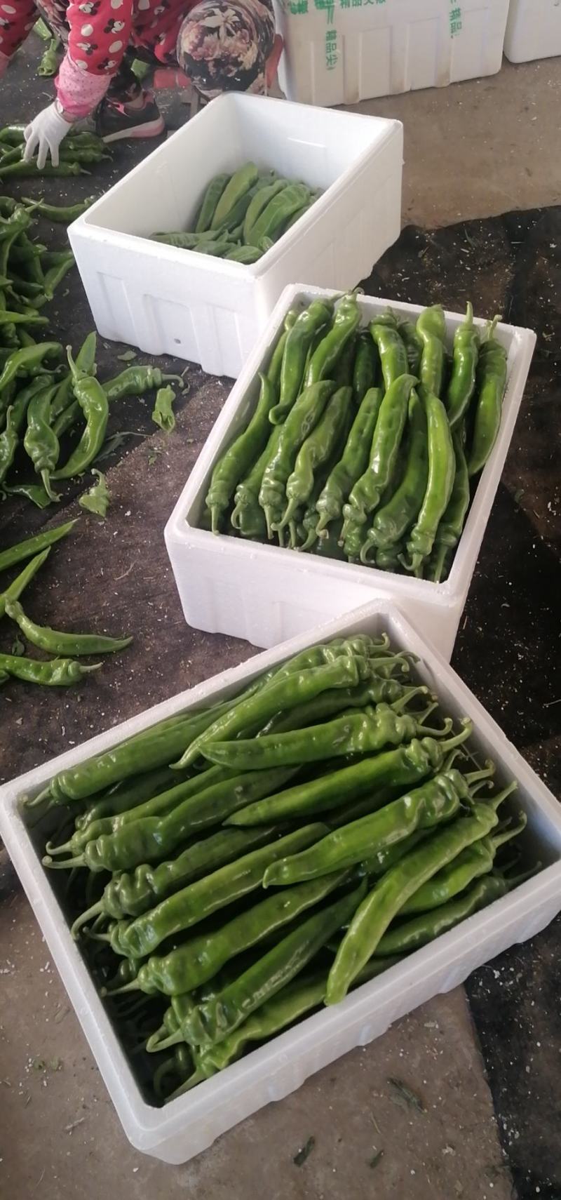 寿光市尖椒，现已大量上市，精品，一般，通货