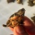 甲鱼苗直接放塘苗煮菜大甲鱼各种规格