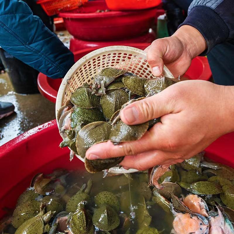 甲鱼苗直接放塘苗煮菜大甲鱼各种规格
