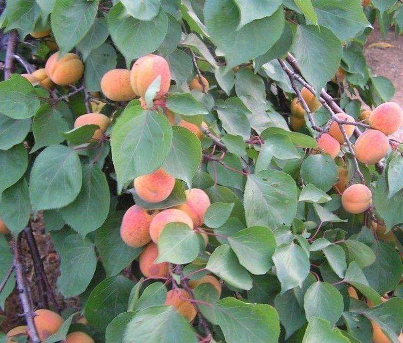 批发优质山杏核杏树种子山杏种子林木种子多年生野山杏