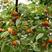 批发优质山杏核杏树种子山杏种子林木种子多年生野山杏