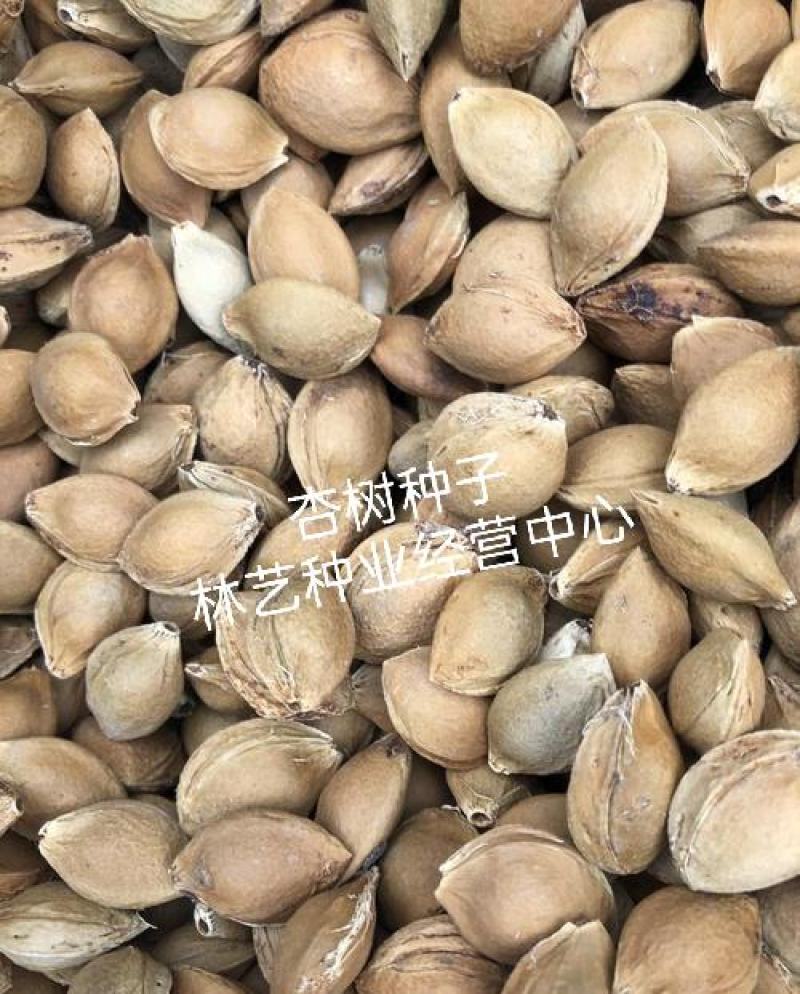 批发优质山杏核杏树种子山杏种子林木种子多年生野山杏
