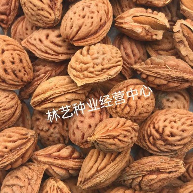 新采林木种子毛桃种子新采毛桃种籽山桃种子桃核桃树种籽
