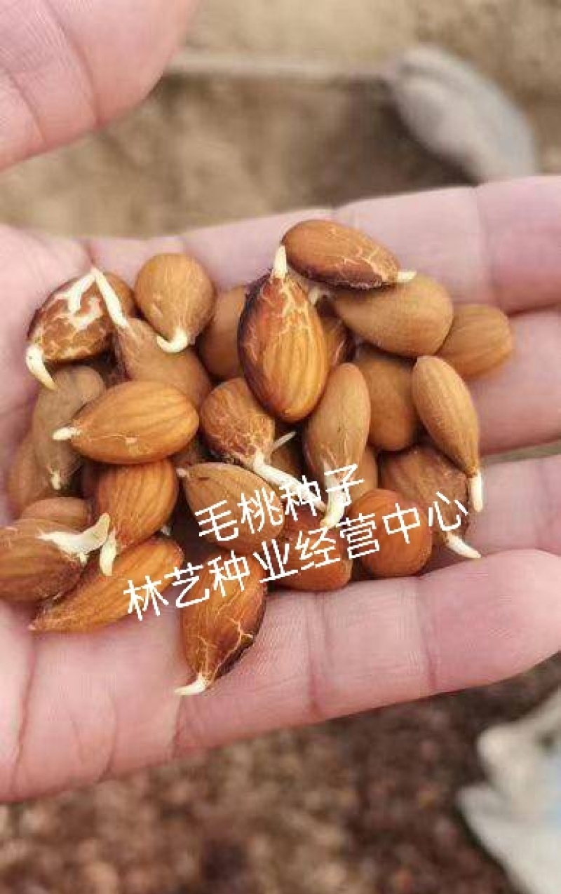 新采林木种子毛桃种子新采毛桃种籽山桃种子桃核桃树种籽