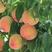 新采林木种子毛桃种子新采毛桃种籽山桃种子桃核桃树种籽