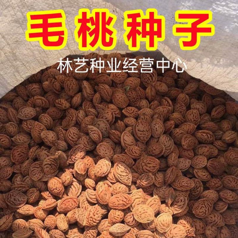 新采林木种子毛桃种子新采毛桃种籽山桃种子桃核桃树种籽