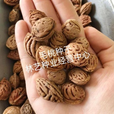 新采林木种子毛桃种子新采毛桃种籽山桃种子桃核桃树种籽