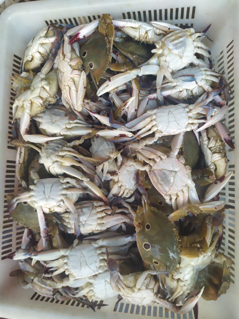 三点蟹冰鲜，冰冻船上直供批发价格，新鲜肥美