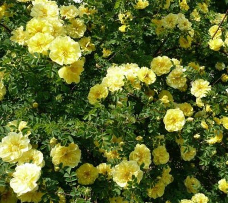 新采蔷薇种子多花蔷薇种子爬藤植物围墙四季庭院种植