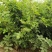 新采蔷薇种子多花蔷薇种子爬藤植物围墙四季庭院种植