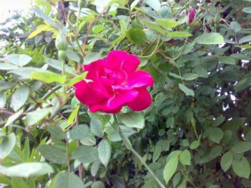 新采蔷薇种子多花蔷薇种子爬藤植物围墙四季庭院种植