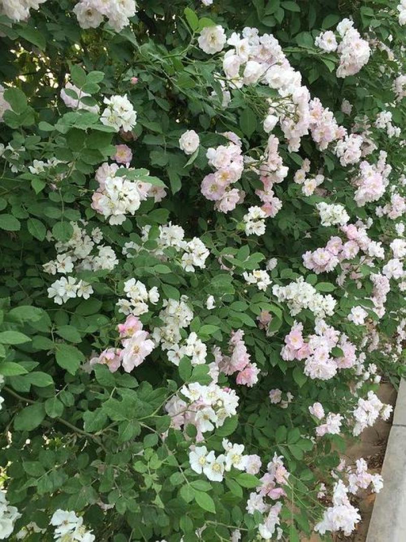 新采蔷薇种子多花蔷薇种子爬藤植物围墙四季庭院种植