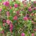 新采蔷薇种子多花蔷薇种子爬藤植物围墙四季庭院种植