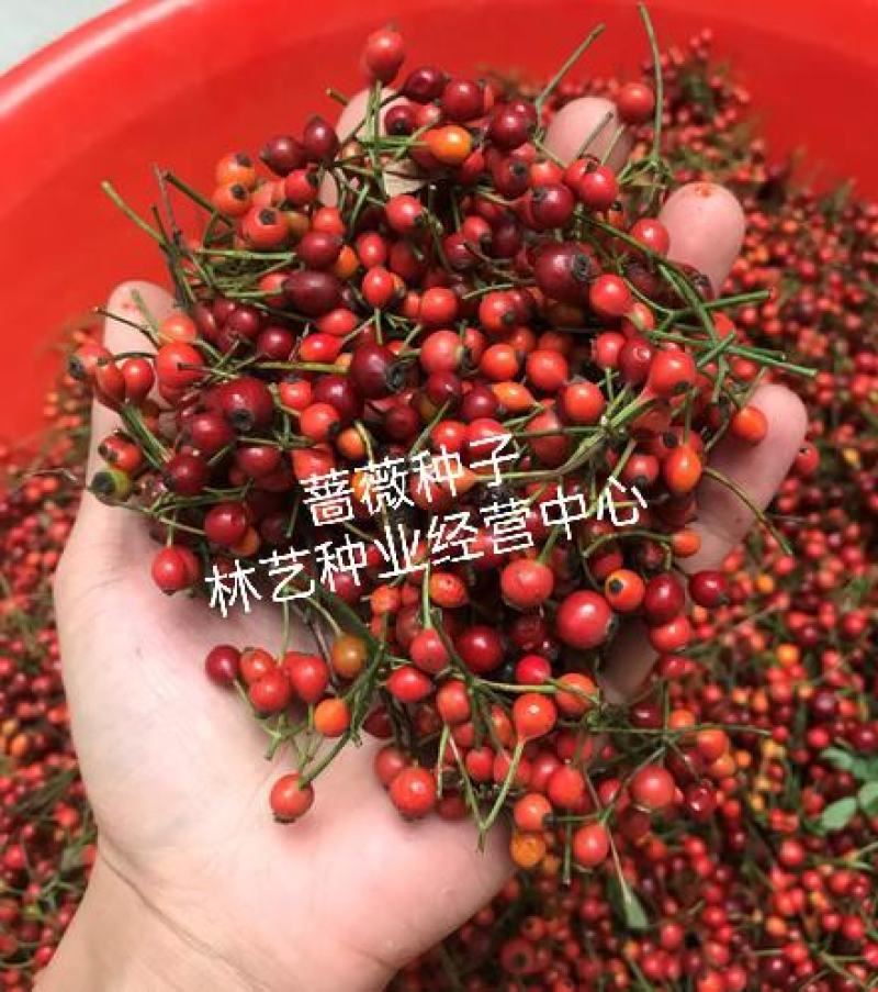 新采蔷薇种子多花蔷薇种子爬藤植物围墙四季庭院种植