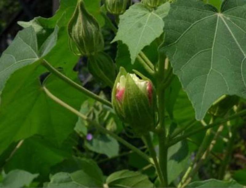 新采木芙蓉种子拒霜花地芙蓉春播秋播多年生花卉芙蓉花种