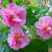 新采木芙蓉种子拒霜花地芙蓉春播秋播多年生花卉芙蓉花种