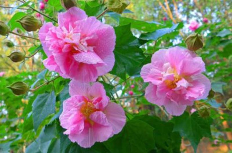新采木芙蓉种子拒霜花地芙蓉春播秋播多年生花卉芙蓉花种