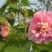 新采木芙蓉种子拒霜花地芙蓉春播秋播多年生花卉芙蓉花种