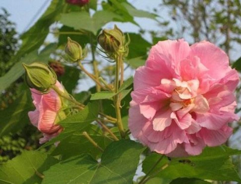新采木芙蓉种子拒霜花地芙蓉春播秋播多年生花卉芙蓉花种