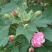 新采木芙蓉种子拒霜花地芙蓉春播秋播多年生花卉芙蓉花种