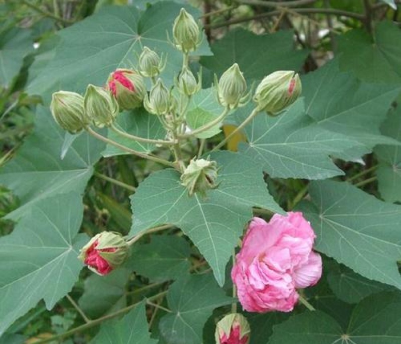 新采木芙蓉种子拒霜花地芙蓉春播秋播多年生花卉芙蓉花种