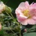 新采木芙蓉种子拒霜花地芙蓉春播秋播多年生花卉芙蓉花种