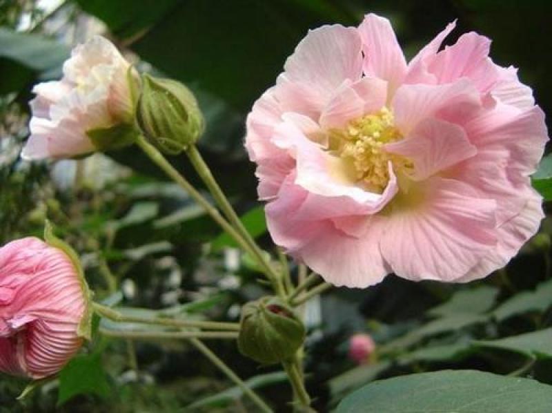 新采木芙蓉种子拒霜花地芙蓉春播秋播多年生花卉芙蓉花种