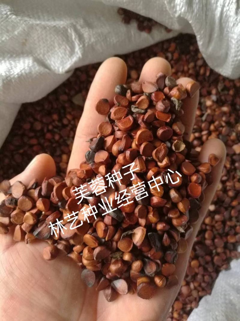 新采木芙蓉种子拒霜花地芙蓉春播秋播多年生花卉芙蓉花种