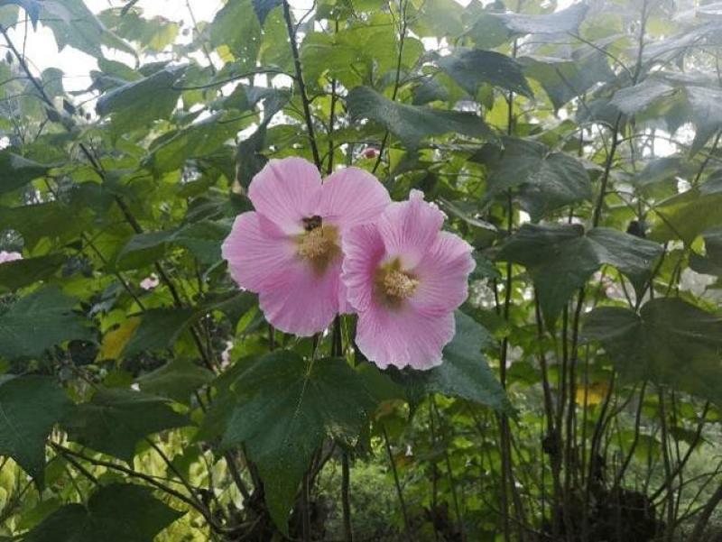 新采木芙蓉种子拒霜花地芙蓉春播秋播多年生花卉芙蓉花种