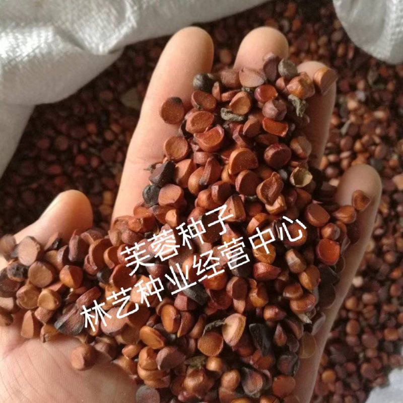 新采木芙蓉种子拒霜花地芙蓉春播秋播多年生花卉芙蓉花种