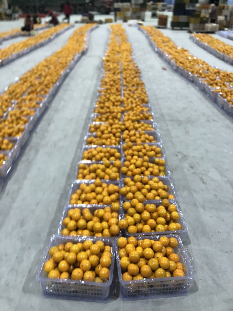 湖南皇帝柑电商货，市场果产地直供代收欢迎咨询