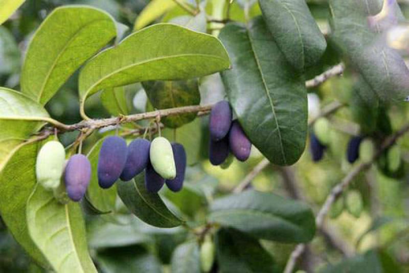 新采桂花种子四季桂金桂沉香八月桂花树种子桂花种籽四季种