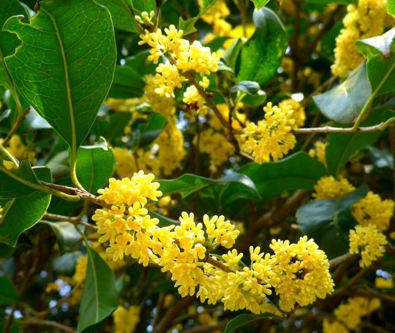 新采桂花种子四季桂金桂沉香八月桂花树种子桂花种籽四季种