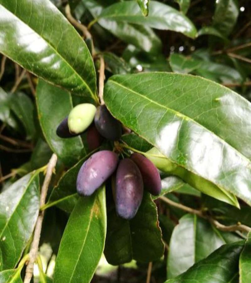 新采桂花种子四季桂金桂沉香八月桂花树种子桂花种籽四季种