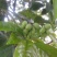 新采桂花种子四季桂金桂沉香八月桂花树种子桂花种籽四季种