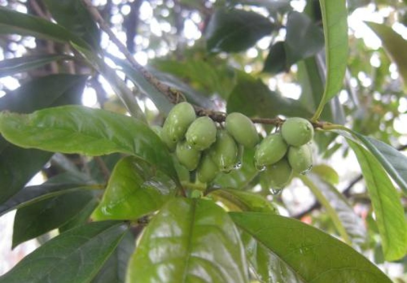 新采桂花种子四季桂金桂沉香八月桂花树种子桂花种籽四季种