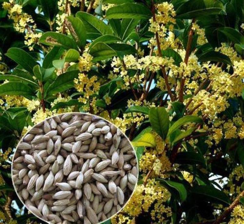 新采桂花种子四季桂金桂沉香八月桂花树种子桂花种籽四季种