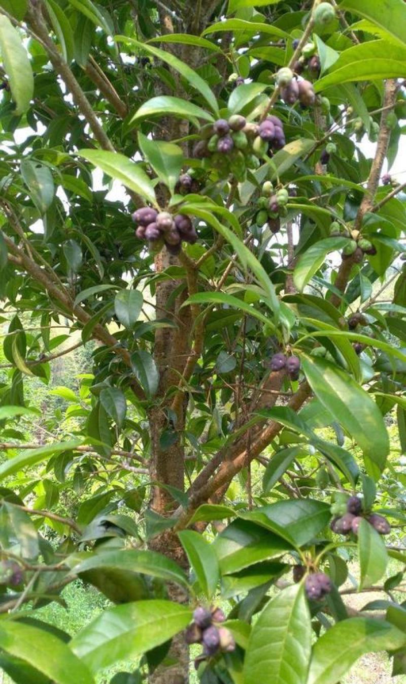 新采桂花种子四季桂金桂沉香八月桂花树种子桂花种籽四季种