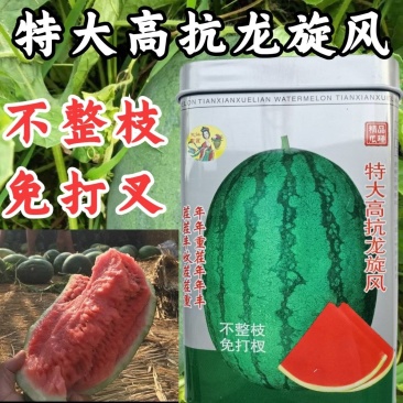 【不整枝打叉】特大高抗龙旋风西瓜种子抗重茬抗病糖度14