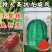【不整枝打叉】特大高抗龙旋风西瓜种子抗重茬抗病糖度14