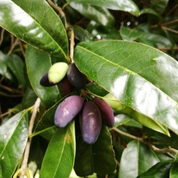 新采桂花种子四季桂金桂沉香八月桂花树种子桂花种籽四季种