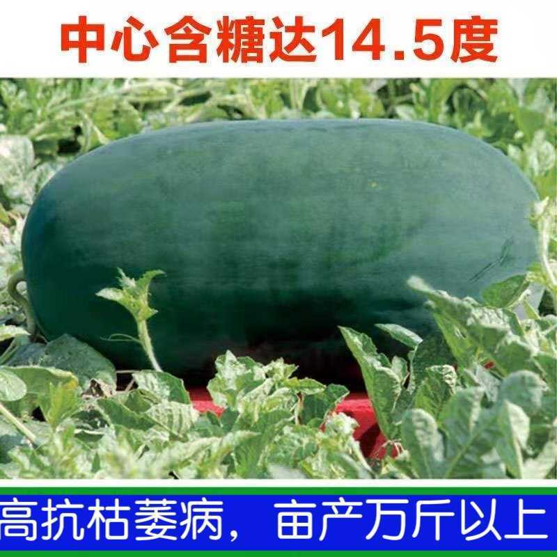 【不整枝打叉】特大高抗龙旋风西瓜种子抗重茬抗病糖度14