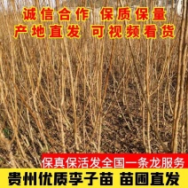 蜂糖李苗贵州蜂糖李子苗原产地蜂糖李苗包邮